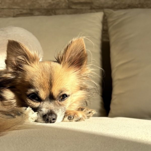 Chihuahua ruht sich aus — mögliche Anzeichen für Beschwerden